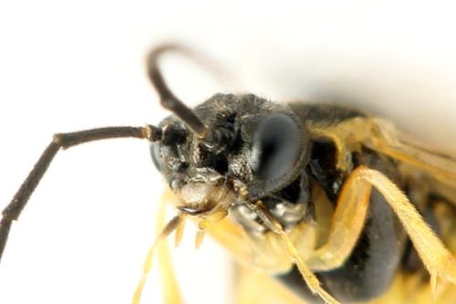 Réf. 313 631 : Euura obducta