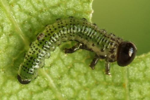 Arge dimidiata