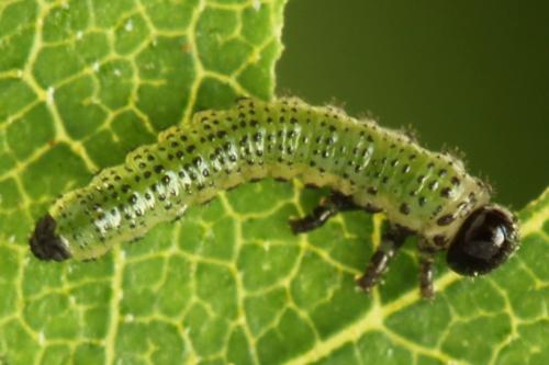 Réf. 313 391 : Arge dimidiata