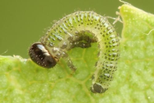 Arge dimidiata