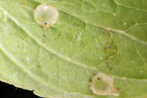 Tenthredo temula