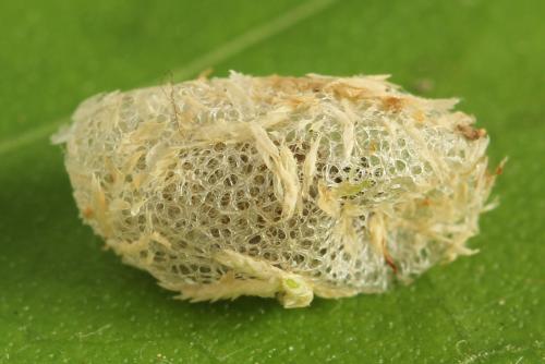 Réf. 313 599 : Arge ustulata
