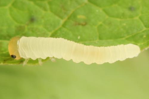 Tenthredo temula