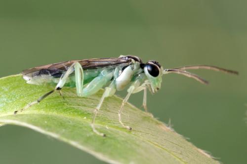 Réf. 313 546 : Pachyprotasis antennata