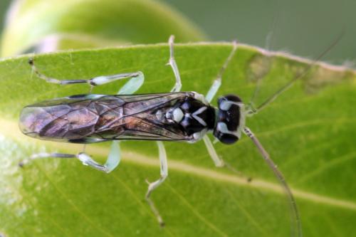 Réf. 313 547 : Pachyprotasis antennata