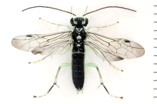 Réf. 313 548 : Pachyprotasis antennata