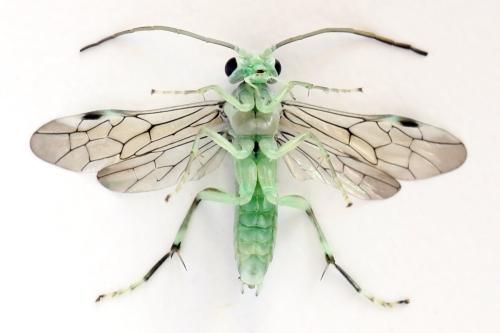 Réf. 313 549 : Pachyprotasis antennata