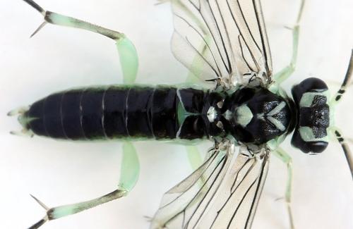 Réf. 313 550 : Pachyprotasis antennata