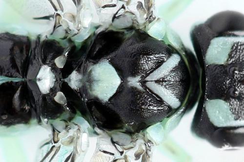 Réf. 313 551 : Pachyprotasis antennata