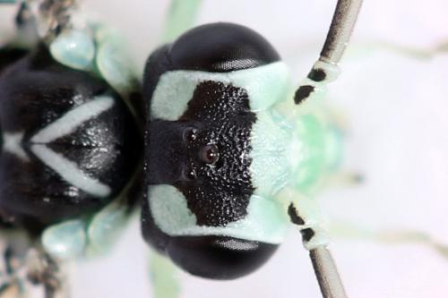 Réf. 313 552 : Pachyprotasis antennata