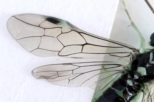 Réf. 313 553 : Pachyprotasis antennata