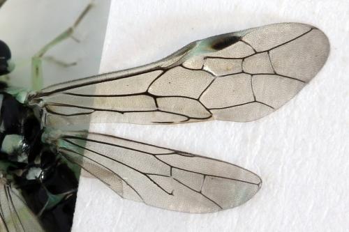 Réf. 313 554 : Pachyprotasis antennata