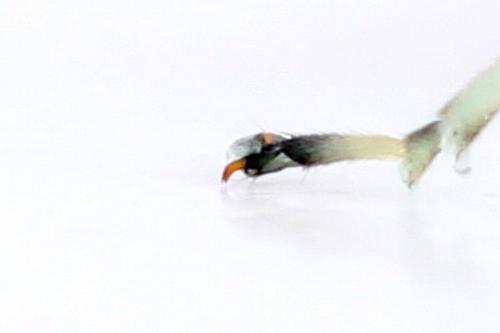 Réf. 313 555 : Pachyprotasis antennata