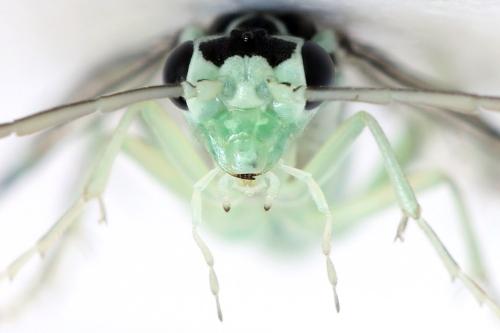 Réf. 313 557 : Pachyprotasis antennata