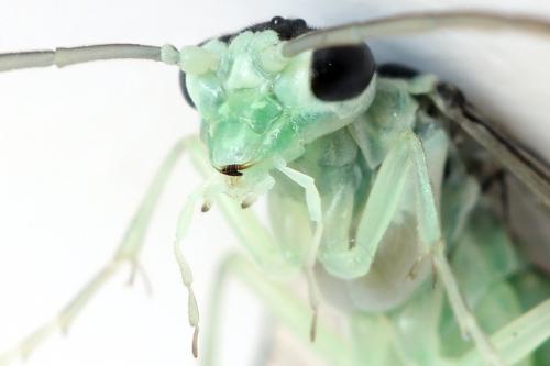 Réf. 313 558 : Pachyprotasis antennata