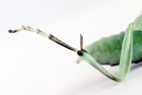 Réf. 313 559 : Pachyprotasis antennata