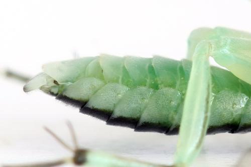 Réf. 313 560 : Pachyprotasis antennata