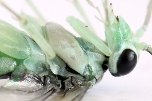 Pachyprotasis antennata