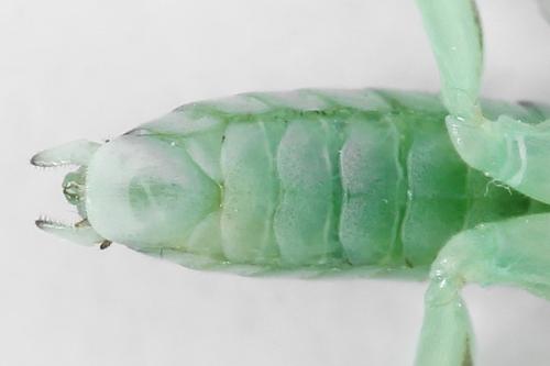 Pachyprotasis antennata
