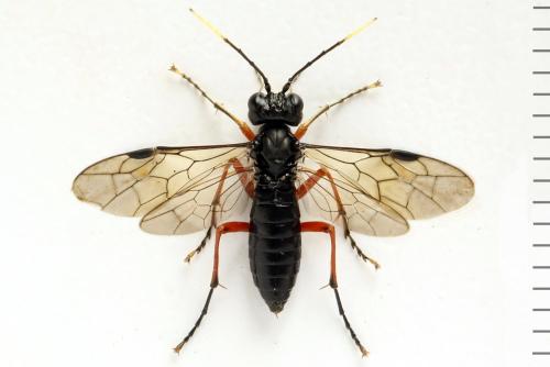 Tenthredo velox