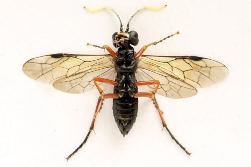 Tenthredo velox