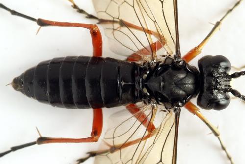 Tenthredo velox