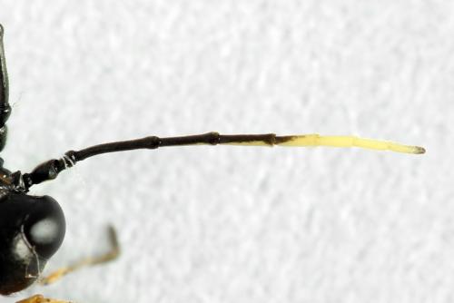 Tenthredo velox