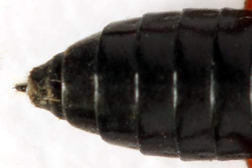 Tenthredo velox