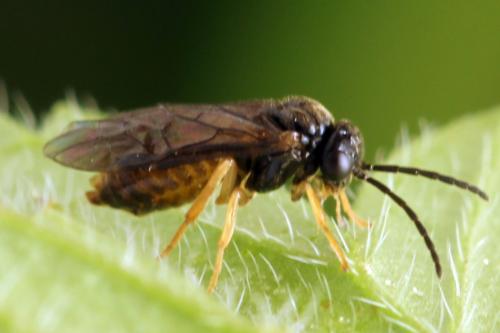 Réf. 313 660 : Metallus lanceolatus