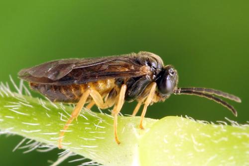 Réf. 313 677 : Metallus lanceolatus