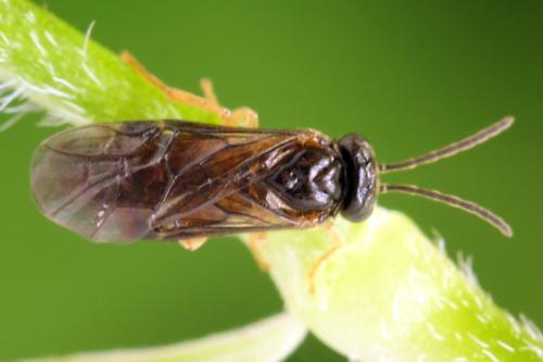 Réf. 313 678 : Metallus lanceolatus