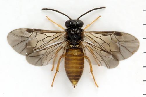 Réf. 313 661 : Metallus lanceolatus