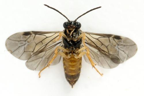 Réf. 313 662 : Metallus lanceolatus