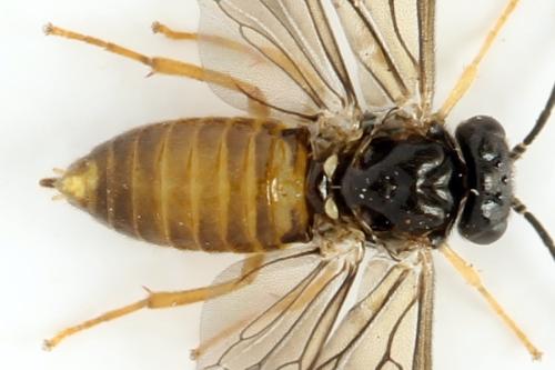 Réf. 313 663 : Metallus lanceolatus