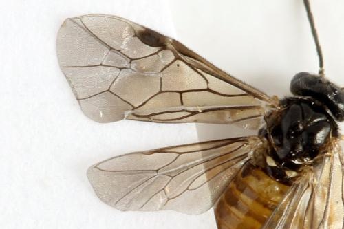 Réf. 313 666 : Metallus lanceolatus