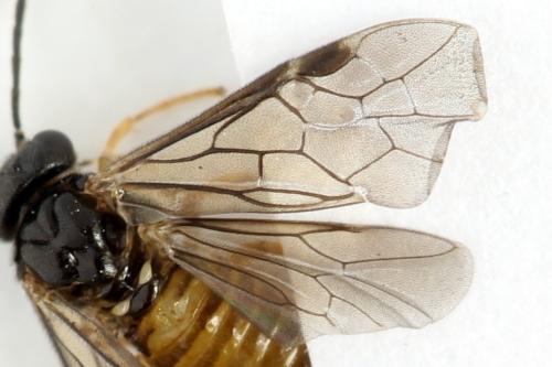 Réf. 313 667 : Metallus lanceolatus