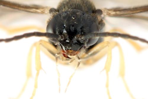 Réf. 313 668 : Metallus lanceolatus