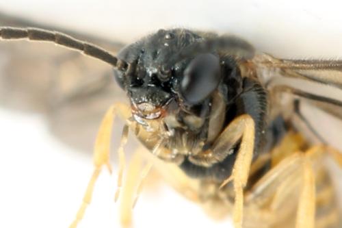 Réf. 313 669 : Metallus lanceolatus