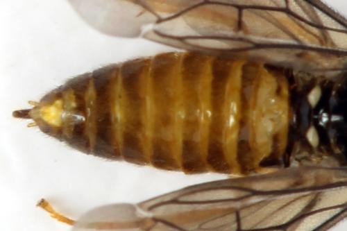 Réf. 313 671 : Metallus lanceolatus