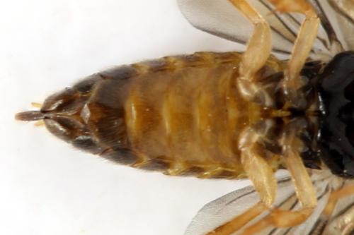 Réf. 313 672 : Metallus lanceolatus