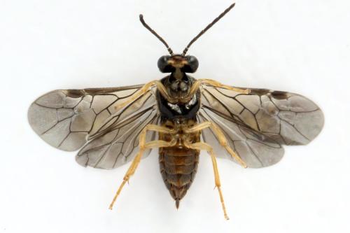 Réf. 313 680 : Metallus lanceolatus