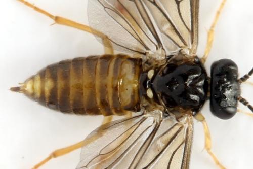 Réf. 313 681 : Metallus lanceolatus