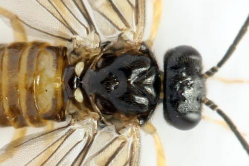 Réf. 313 682 : Metallus lanceolatus