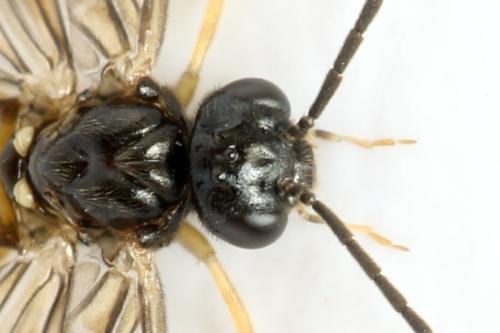 Réf. 313 683 : Metallus lanceolatus