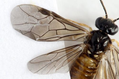 Réf. 313 684 : Metallus lanceolatus