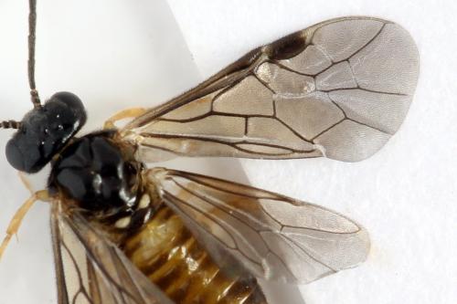 Réf. 313 685 : Metallus lanceolatus