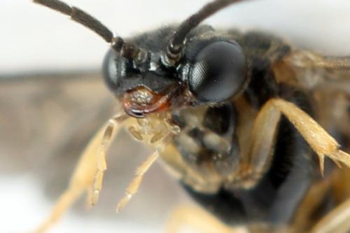 Réf. 313 687 : Metallus lanceolatus