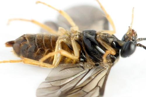 Réf. 313 688 : Metallus lanceolatus