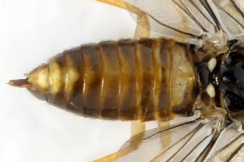 Réf. 313 689 : Metallus lanceolatus