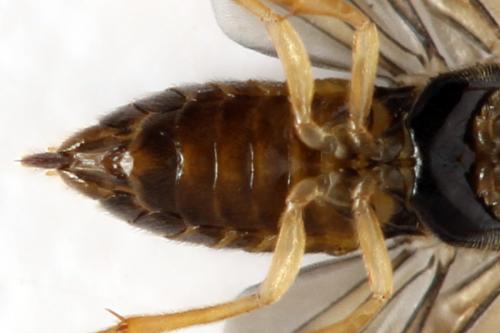 Réf. 313 690 : Metallus lanceolatus